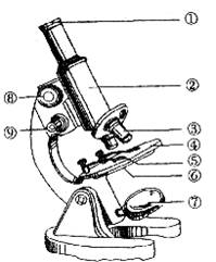 显微镜的镜头包括什么和什么